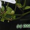 Clematis terniflora, flowers