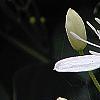 Clematis terniflora, flowers