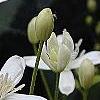 Clematis terniflora, flowers