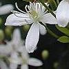 Clematis terniflora, flowers