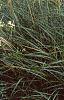 Clematis virginiana, habit