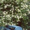 Clematis virginiana, habit