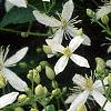 Clematis virginiana, flowers