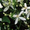 Clematis virginiana, flowers