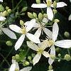 Clematis virginiana, flowers