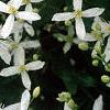 Clematis virginiana, flowers