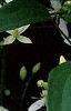 Clematis virginiana, flowers