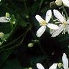 Clematis virginiana, flowers