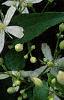 Clematis virginiana, flowers