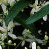 Clematis virginiana, flowers