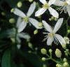 Clematis virginiana, flowers