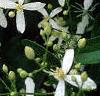 Clematis virginiana, flowers