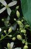 Clematis virginiana, flowers