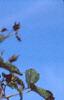 Clematis virginiana, fruit