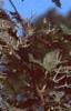 Clematis virginiana, fruit
