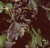 Clematis virginiana, fruit