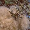 Clematis virginiana, fruit