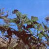 Clematis virginiana, fruit