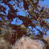 Clematis virginiana, fruit