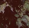 Clematis virginiana, fruit