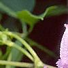Clematis viticella 'Betty Corning', flowers