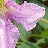 Clematis viticella 'Betty Corning', flowers