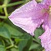 Clematis viticella 'Betty Corning', flowers