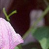 Clematis viticella 'Betty Corning', flowers