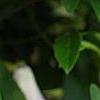 Clematis viticella 'Betty Corning', flowers