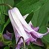 Clematis viticella 'Betty Corning', flowers