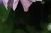 Clematis viticella 'Betty Corning', flowers