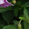 Clematis viticella 'Betty Corning', flowers