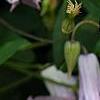 Clematis viticella 'Betty Corning', flowers
