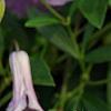 Clematis viticella 'Betty Corning', flowers