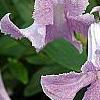 Clematis viticella 'Betty Corning', flowers