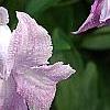 Clematis viticella 'Betty Corning', flowers