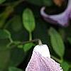 Clematis viticella 'Betty Corning', flowers