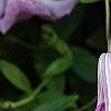 Clematis viticella 'Betty Corning', flowers