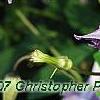 Clematis viticella 'Betty Corning', flowers