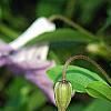 Clematis viticella 'Betty Corning', flowers