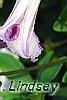 Clematis viticella 'Betty Corning', flowers