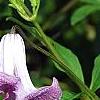 Clematis viticella 'Betty Corning', flowers