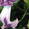 Clematis viticella 'Betty Corning', flowers