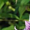 Clematis viticella 'Betty Corning', flowers