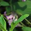 Clematis viticella 'Betty Corning', flowers