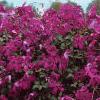 Clematis viticella 'Kermesina', habit
