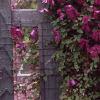 Clematis viticella 'Kermesina', habit