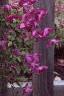 Clematis viticella 'Kermesina', habit