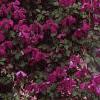 Clematis viticella 'Kermesina', habit