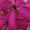 Clematis viticella 'Kermesina', flowers